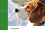 www.leinetal beagle.de